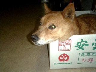 にょき